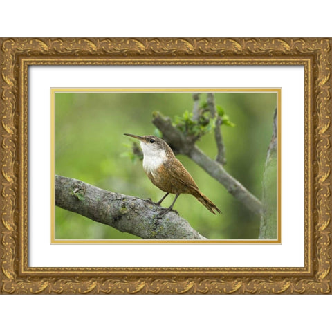 Texas, Hill Country Canyon wren on tree branch Gold Ornate Wood Framed Art Print with Double Matting by Welling, Dave