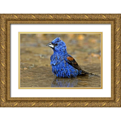 TX, McAllen Male blue grosbeak bathing Gold Ornate Wood Framed Art Print with Double Matting by Welling, Dave