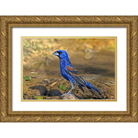 TX, McAllen Blue grosbeak male on rock in pond Gold Ornate Wood Framed Art Print with Double Matting by Welling, Dave
