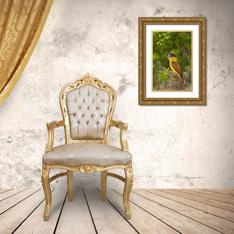 TX, Santa Ana NWR Rose-throated becard on nest Gold Ornate Wood Framed Art Print with Double Matting by Welling, Dave
