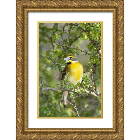 Texas, South Padre Isl Male dickcissel on branch Gold Ornate Wood Framed Art Print with Double Matting by Welling, Dave