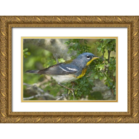 TX, South Padre Island Northern parula on tree Gold Ornate Wood Framed Art Print with Double Matting by Welling, Dave