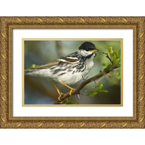 TX, Blackpoll warbler in breeding plumage Gold Ornate Wood Framed Art Print with Double Matting by Welling, Dave