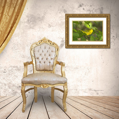TX, South Padre Island Yellow warbler in shrubs Gold Ornate Wood Framed Art Print with Double Matting by Welling, Dave