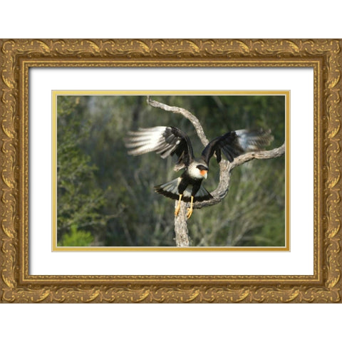 TX, Starr Co, Crested caracara taking flight Gold Ornate Wood Framed Art Print with Double Matting by Welling, Dave