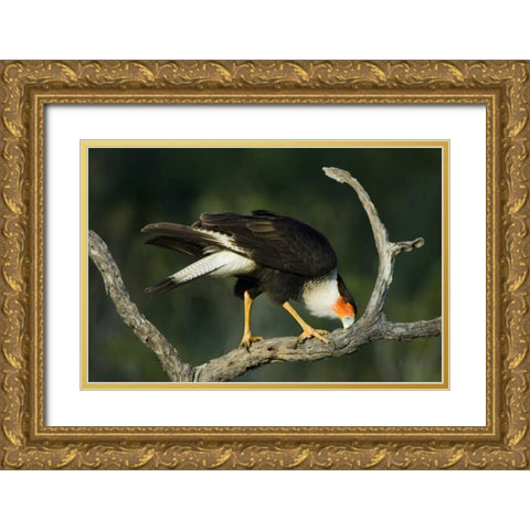 TX, Starr Co, Crested caracara cleaning its bill Gold Ornate Wood Framed Art Print with Double Matting by Welling, Dave