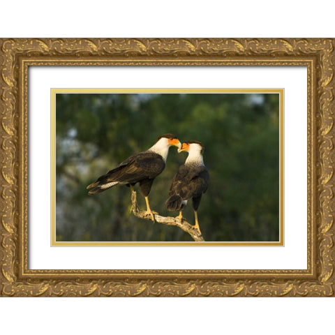 TX, Starr Co, Crested caracara pair on dead snag Gold Ornate Wood Framed Art Print with Double Matting by Welling, Dave