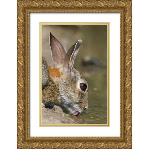 TX, Starr Co, Desert cottontail rabbit drinking Gold Ornate Wood Framed Art Print with Double Matting by Welling, Dave
