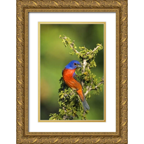 Texas, Tilden Painted bunting perched in tree Gold Ornate Wood Framed Art Print with Double Matting by Welling, Dave