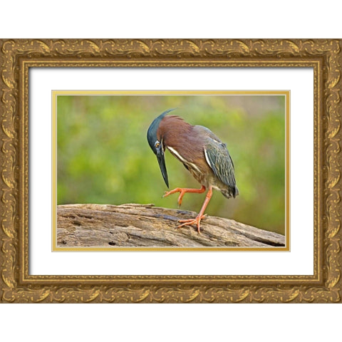 Texas, McAllen Green heron studying its feet Gold Ornate Wood Framed Art Print with Double Matting by Welling, Dave