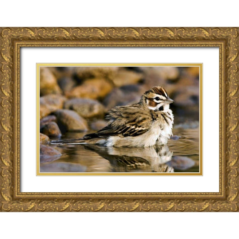 TX, McAllen Lark sparrow bathing in small pond Gold Ornate Wood Framed Art Print with Double Matting by Welling, Dave