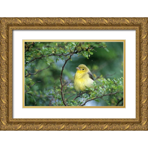 TX, South Padre Island Scarlet tanager on limb Gold Ornate Wood Framed Art Print with Double Matting by Welling, Dave