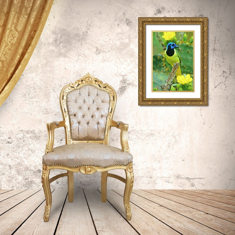 TX, McAllen Green jay among opuntia flowers Gold Ornate Wood Framed Art Print with Double Matting by Welling, Dave