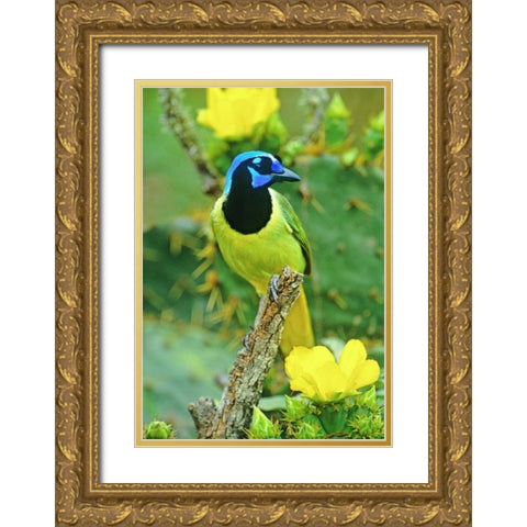 TX, McAllen Green jay among opuntia flowers Gold Ornate Wood Framed Art Print with Double Matting by Welling, Dave