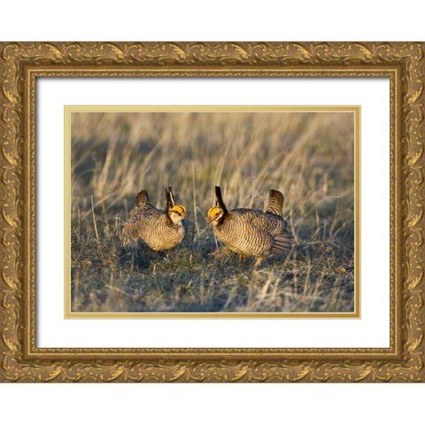TX, Wild lesser prairie chicken males on lek Gold Ornate Wood Framed Art Print with Double Matting by Welling, Dave