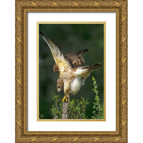 TX, McAllen Wild red-shouldered hawk stretching Gold Ornate Wood Framed Art Print with Double Matting by Welling, Dave