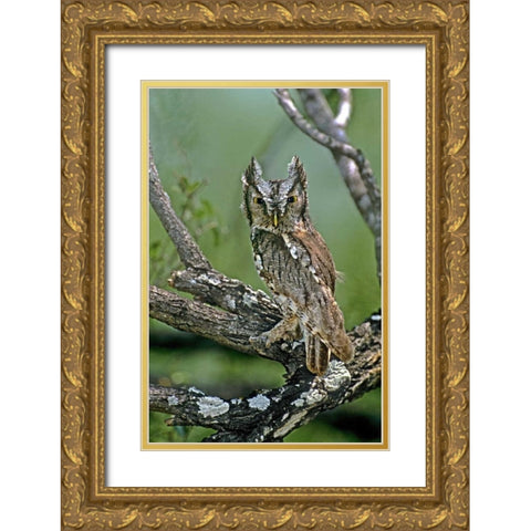 TX, McAllen Eastern screech owl perched Gold Ornate Wood Framed Art Print with Double Matting by Welling, Dave