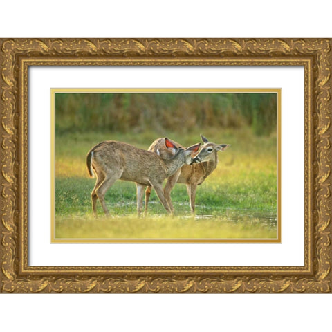 TX, McAllen Wild whitetail deer pair at a pond Gold Ornate Wood Framed Art Print with Double Matting by Welling, Dave
