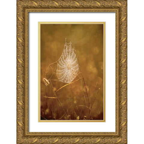 TX, Rio Grande Valley Backlit spider web Gold Ornate Wood Framed Art Print with Double Matting by Welling, Dave