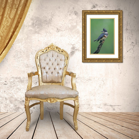 TX, McAllen Belted kingfisher female perched Gold Ornate Wood Framed Art Print with Double Matting by Welling, Dave