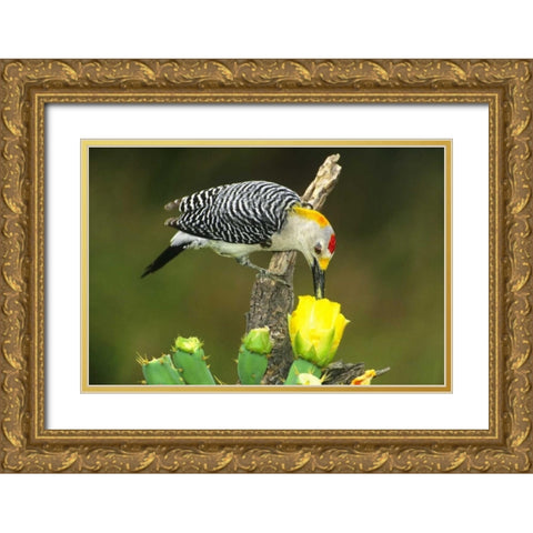 TX, McAllen Male gold-fronted woodpecker eats Gold Ornate Wood Framed Art Print with Double Matting by Welling, Dave
