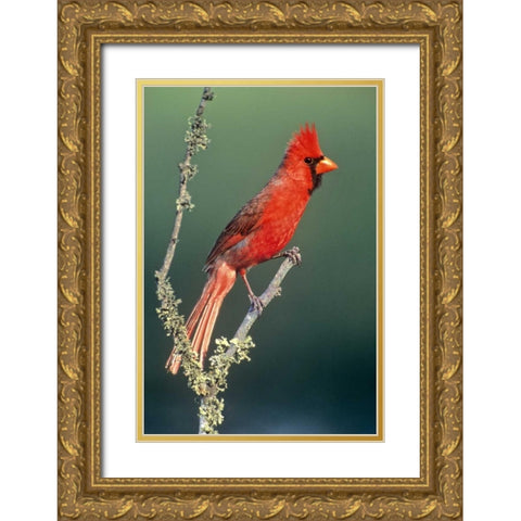 TX, McAllen Cardinal on lichen-covered branch Gold Ornate Wood Framed Art Print with Double Matting by Welling, Dave