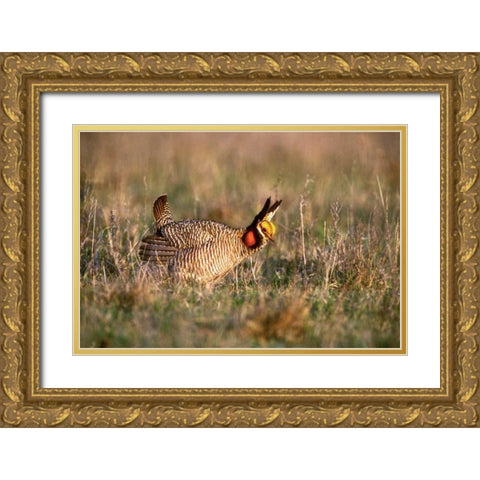 TX, Canadian Lesser prairie chicken male at lek Gold Ornate Wood Framed Art Print with Double Matting by Welling, Dave