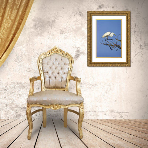 TX, High Island Great egret in breeding plumage Gold Ornate Wood Framed Art Print with Double Matting by Lord, Fred
