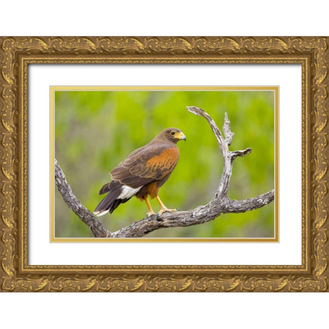 TX, Mission Harris hawk on branch Gold Ornate Wood Framed Art Print with Double Matting by Lord, Fred