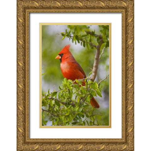 Texas, Mission, Northern cardinal perched in tree Gold Ornate Wood Framed Art Print with Double Matting by Lord, Fred