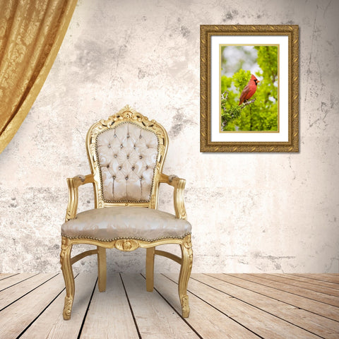 TX, Mission Northern cardinal perched in tree Gold Ornate Wood Framed Art Print with Double Matting by Lord, Fred