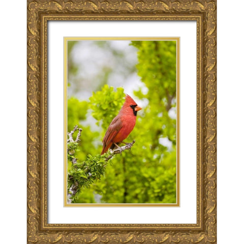 TX, Mission Northern cardinal perched in tree Gold Ornate Wood Framed Art Print with Double Matting by Lord, Fred