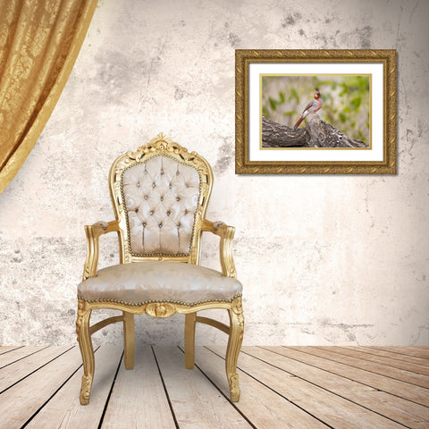 TX, Mission, Male pyrrhuloxia bird on log Gold Ornate Wood Framed Art Print with Double Matting by Lord, Fred