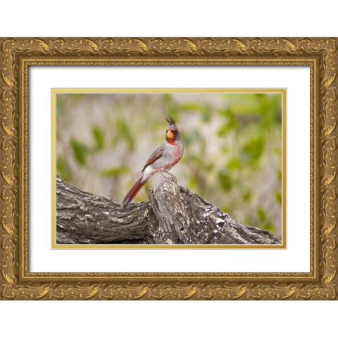 TX, Mission, Male pyrrhuloxia bird on log Gold Ornate Wood Framed Art Print with Double Matting by Lord, Fred