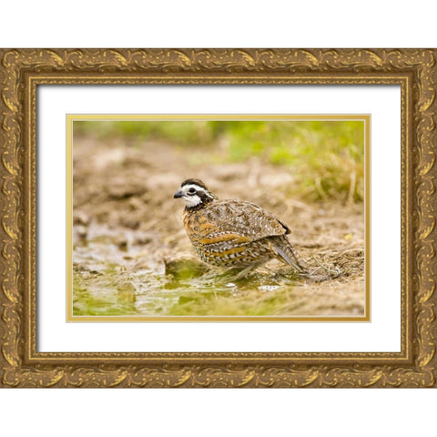 TX, Mission, Male northern bobwhite Gold Ornate Wood Framed Art Print with Double Matting by Lord, Fred