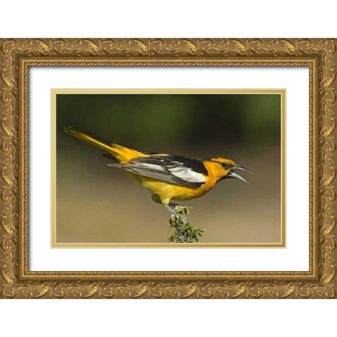 TX Bullocks oriole male in breeding plumage Gold Ornate Wood Framed Art Print with Double Matting by Welling, Dave