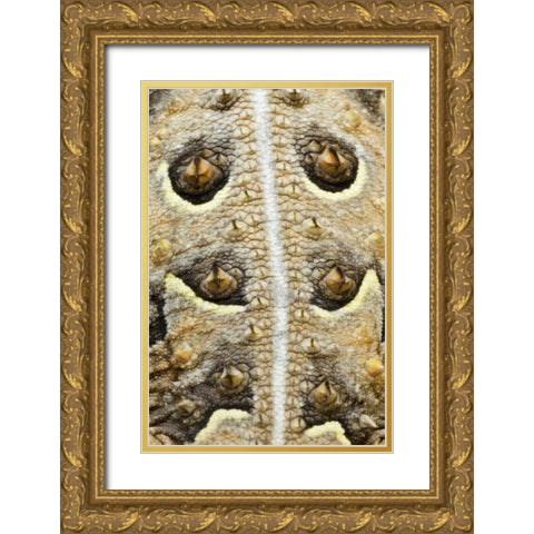 Texas, Rio Grande Valley Back of horned lizard Gold Ornate Wood Framed Art Print with Double Matting by Welling, Dave