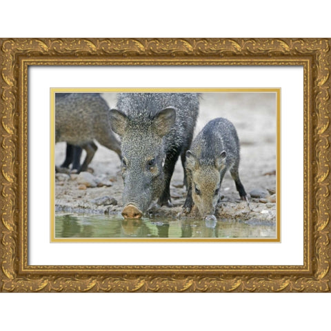 TX, Javelina adult and juvenile drinking at water Gold Ornate Wood Framed Art Print with Double Matting by Welling, Dave