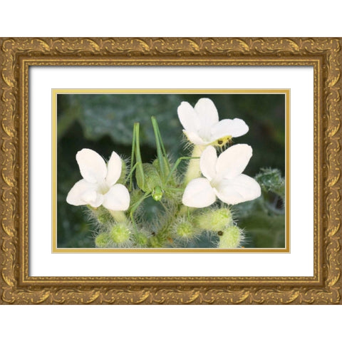 TX, Katydid nymph on flowering Texas bull nettle Gold Ornate Wood Framed Art Print with Double Matting by Welling, Dave