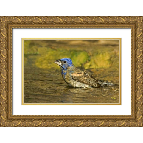 Texas, Rio Grande Valley Blue grosbeak bathing Gold Ornate Wood Framed Art Print with Double Matting by Welling, Dave