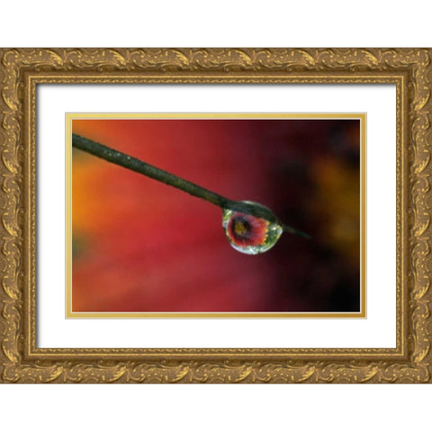 TX, McMullen Co, Flower reflected in water drop Gold Ornate Wood Framed Art Print with Double Matting by Illg, Cathy and Gordon