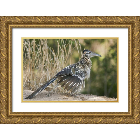 Texas, Starr County Greater roadrunner on ground Gold Ornate Wood Framed Art Print with Double Matting by Welling, Dave