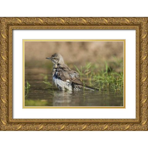 Texas, Starr Co Northern mockingbird bathing Gold Ornate Wood Framed Art Print with Double Matting by Welling, Dave