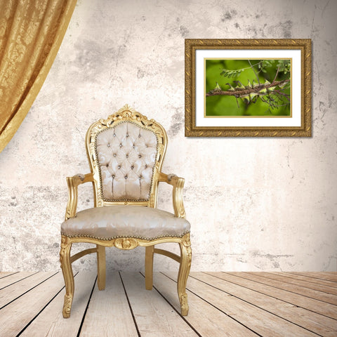 Texas, Hidalgo Co, Thorn treehoppers on a limb Gold Ornate Wood Framed Art Print with Double Matting by Welling, Dave