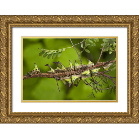 Texas, Hidalgo Co, Thorn treehoppers on a limb Gold Ornate Wood Framed Art Print with Double Matting by Welling, Dave