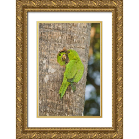 TX, McAllen Green parakeets at cavity nest Gold Ornate Wood Framed Art Print with Double Matting by Welling, Dave
