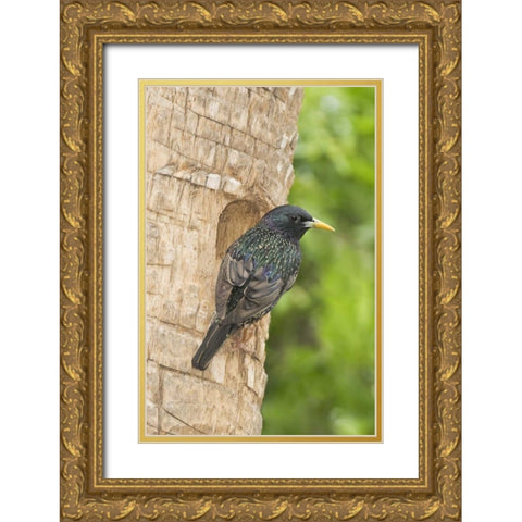TX, McAllen European starling making a nest Gold Ornate Wood Framed Art Print with Double Matting by Welling, Dave