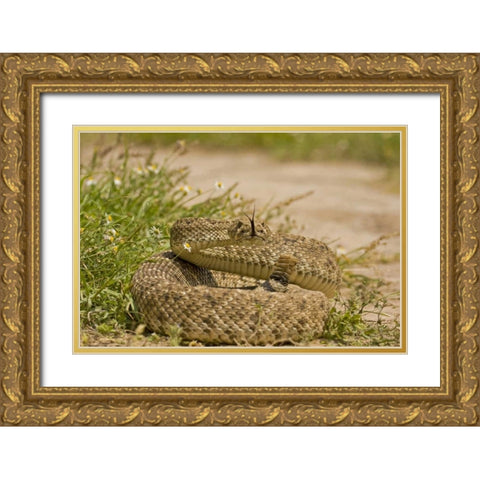 TX, Hidalgo Co, Western diamondback rattlesnake Gold Ornate Wood Framed Art Print with Double Matting by Illg, Cathy and Gordon