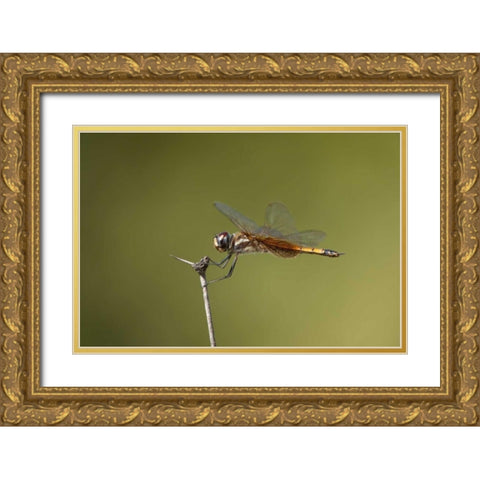 TX, Austin Striped saddlebags dragonfly on stem Gold Ornate Wood Framed Art Print with Double Matting by Welling, Dave