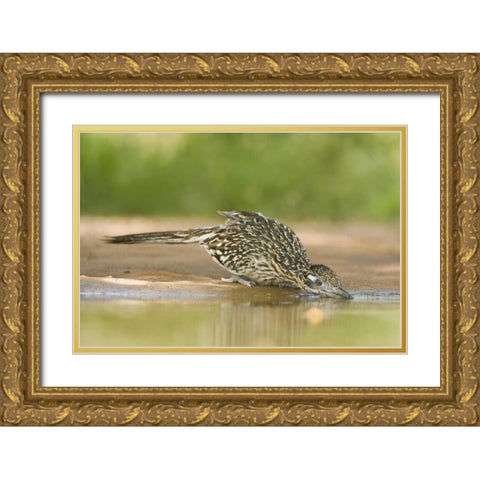 TX, Greater roadrunner bird drinking at a pond Gold Ornate Wood Framed Art Print with Double Matting by Welling, Dave